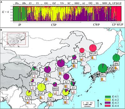 Combined Analyses of <mark class="highlighted">Chloroplast DNA</mark> Haplotypes and Microsatellite Markers Reveal New Insights Into the Origin and Dissemination Route of Cultivated Pears Native to East Asia